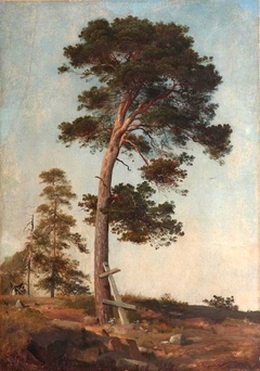 A Pine on Valaam. Study by Ivan Shishkin