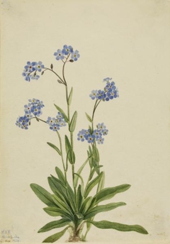 Alpine Forget-Me-Not (Myosotis alpestris) by Mary Vaux Walcott