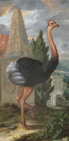 An Ostrich by Francis Barlow
