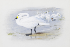 Bewick's swan. by Archibald Thorburn