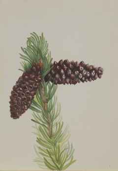 Bristle-Cone Pine (Pinus aristata) by Mary Vaux Walcott