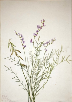 Burgess Milkvetch (Astragalus bourgovii) by Mary Vaux Walcott