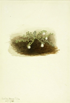 Chiogenes hispidula by Mary Vaux Walcott