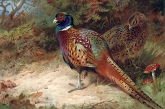 Cock and hen pheasant in the undergrowth by Archibald Thorburn