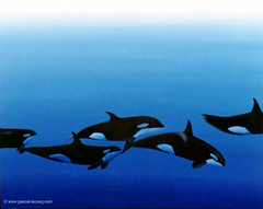 COHORTE D'ORQUES - Killer whales band - by Pascal by Pascal Lecocq