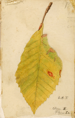 Crumpled and Withered Leaf Edge Mimicking Caterpillar, study for book Concealing Coloration in the Animal Kingdom by Emma Beach Thayer