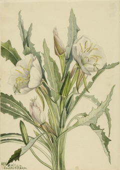 Evening Primrose (Pachyoplus hirsutus) by Mary Vaux Walcott