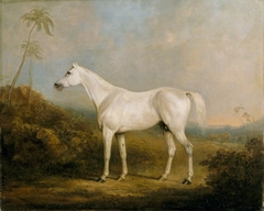 'Graniki', a Grey Arab Stallion in an Indian Landscape by Charles Henry Schwanfelder