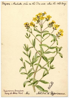 Hairy St John's Wort (Hypericum hirsutum) - William Catto - ABDAG016277 by William Catto