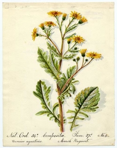 Marsh Ragwort (Senecio aquaticus) - William Catto - ABDAG016143 by William Catto