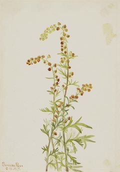 Rock Wormwood (Artemisia discolor) by Mary Vaux Walcott