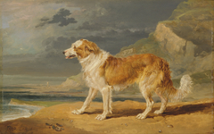 Rough-Coated Collie by James Ward