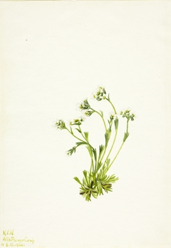 Saxifrage (Saxifraga caespitosa) by Mary Vaux Walcott