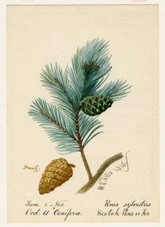 Scotch Pine or Fir - William Catto - ABDAG016032 by William Catto