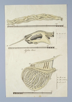 Skeletdelen van een giraf (Giraffa camelopardalis): nek, bekken met staart en ribbenkast by Robert Jacob Gordon