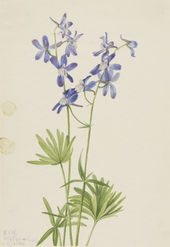 Slim Larkspur (Delphinium depauperatum) by Mary Vaux Walcott