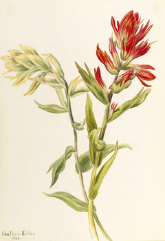 Stachys palustria by Mary Vaux Walcott