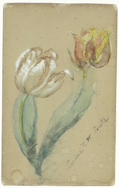 Twee tulpen by Louise Lintz