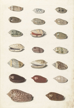 Twenty Tropical Shells by Johann Gustav Hoch