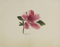 (Untitled--Flower Study) by Mary Vaux Walcott