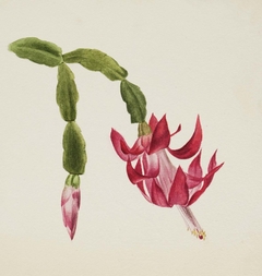 (Untitled--Flower Study) by Mary Vaux Walcott