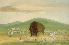 Wounded Buffalo Bull Surrounded by White Wolves by George Catlin