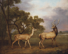 A Red Deer Buck and a Doe by George Stubbs