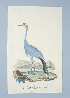 Blauwe kraanvogel (Anthropoides paradisea) by Unknown Artist