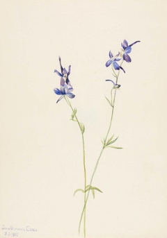 Blue Larkspur (Delphinium nuttallianum) by Mary Vaux Walcott