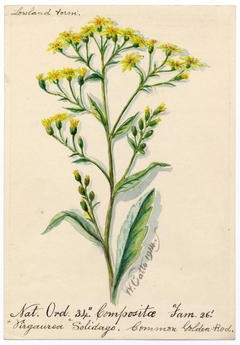 Common Golden-Rod (Virgaurea Solidago) - William Catto - ABDAG016140 by William Catto