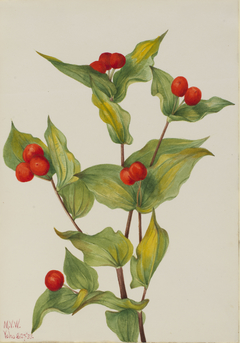 Fairy-bells (Disporum hookeri) by Mary Vaux Walcott