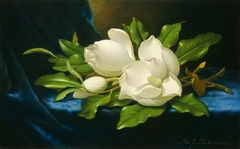 Giant Magnolias on a Blue Velvet Cloth by Martin Johnson Heade