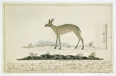 Kaapse duiker (Sylvicapra grimmia): de ram by Robert Jacob Gordon