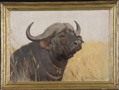 Kop van een Afrikaanse buffel by Wilhelm Kuhnert