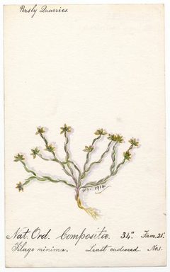 Least cudweed (Filago minima) - William Catto - ABDAG016160 by William Catto