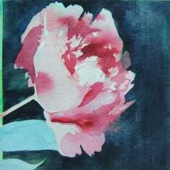 Peony / Pioni by Julia Prusi