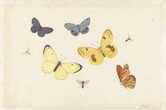 Sheet with Five Butterflies, a Wasp and Two Flies by Pieter Withoos