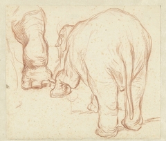 Staande olifant, van achteren, en een poot by Petrus Camper