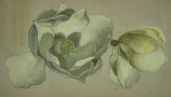 Study of Two Magnolia Blossoms by Martin Johnson Heade