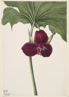 Sweet Trillium (Trillium vasyi) by Mary Vaux Walcott