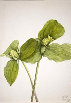 Toad Trillium (Trillium sessile) by Mary Vaux Walcott