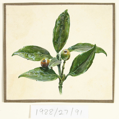 Untitled (Crab apples) by Vivian Smith